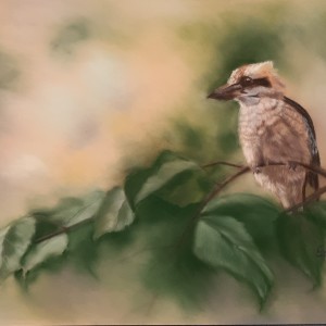 Ellen Fessele – Kookaburra