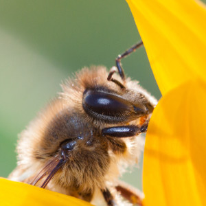 Jürgen von Massenbach-Bardt – Biene an Sonnenblume bei Gärtringen