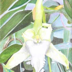 Gudrun Fuhrmann – Orchidee